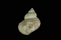 藏品(高腰蠑螺)的圖片